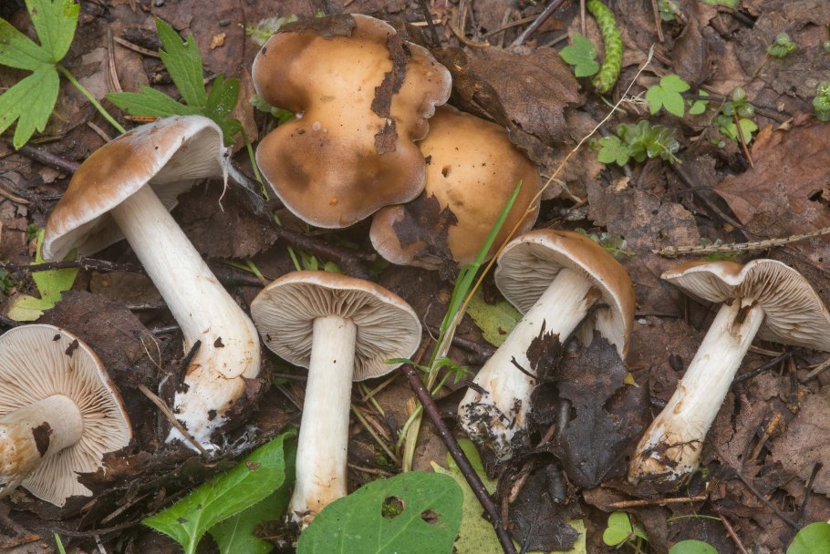 Гебелома клейкая Валуй ложный