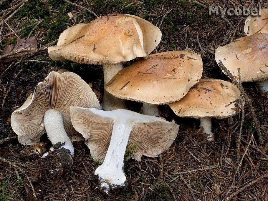 Hebeloma sinapizans гриб