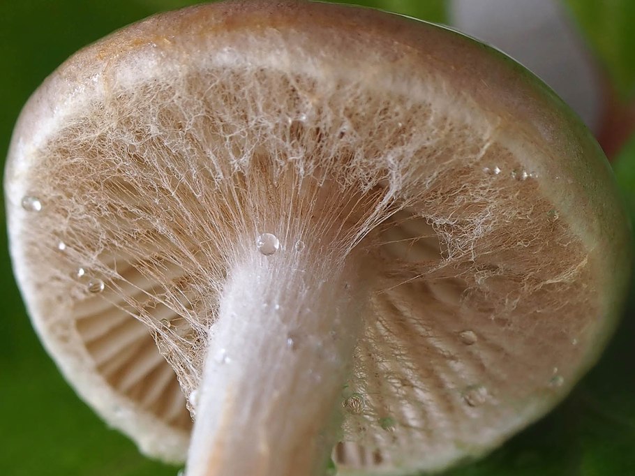 Валуй ложный