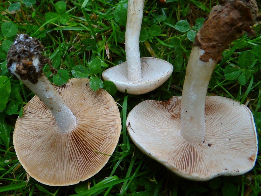 Hebeloma crustuliniforme