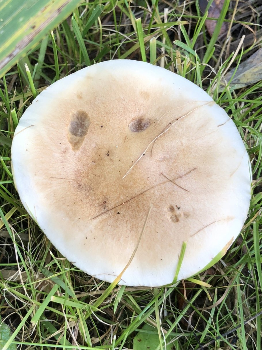 Гебелома опоясанная Hebeloma mesophaeum