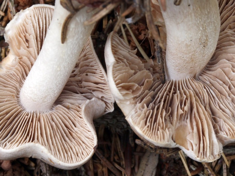 Гебелома корневидная