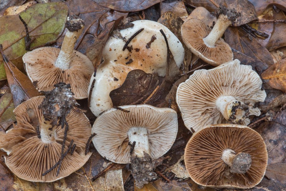 Hebeloma sacchariolens