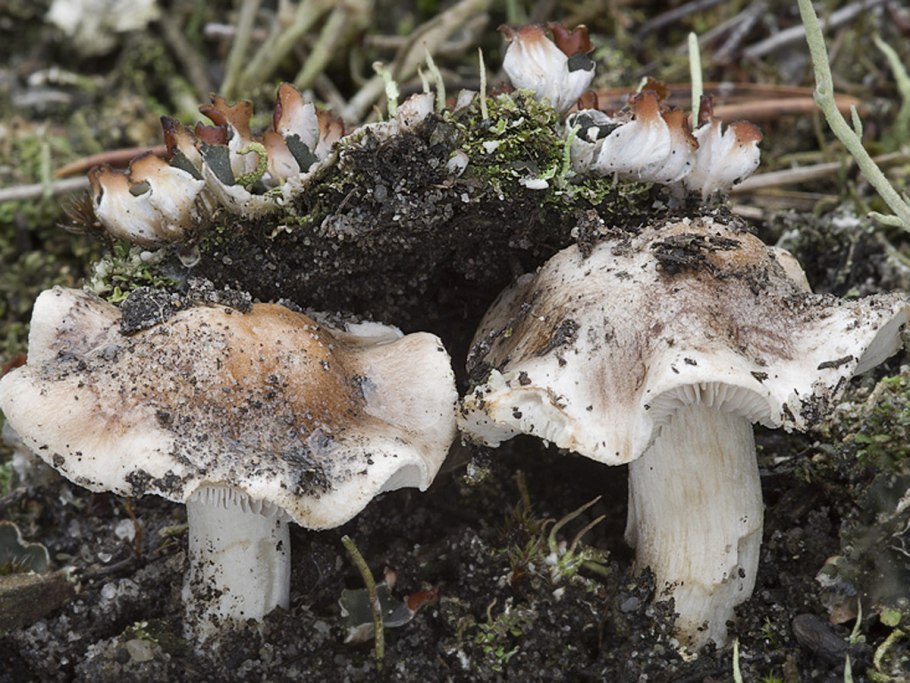 Гебелома Тополевая