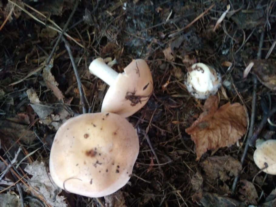 Гебелома клейкая Hebeloma crustuliniforme