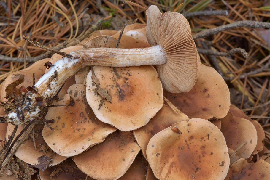 Гебелома горчичная Hebeloma sinapizans