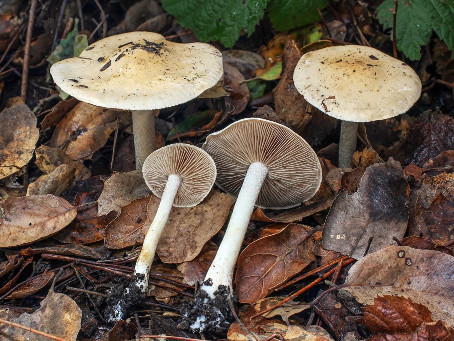 Гриб гебелома клейкая