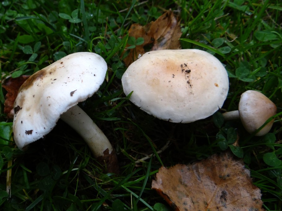 Гебелома корневидная