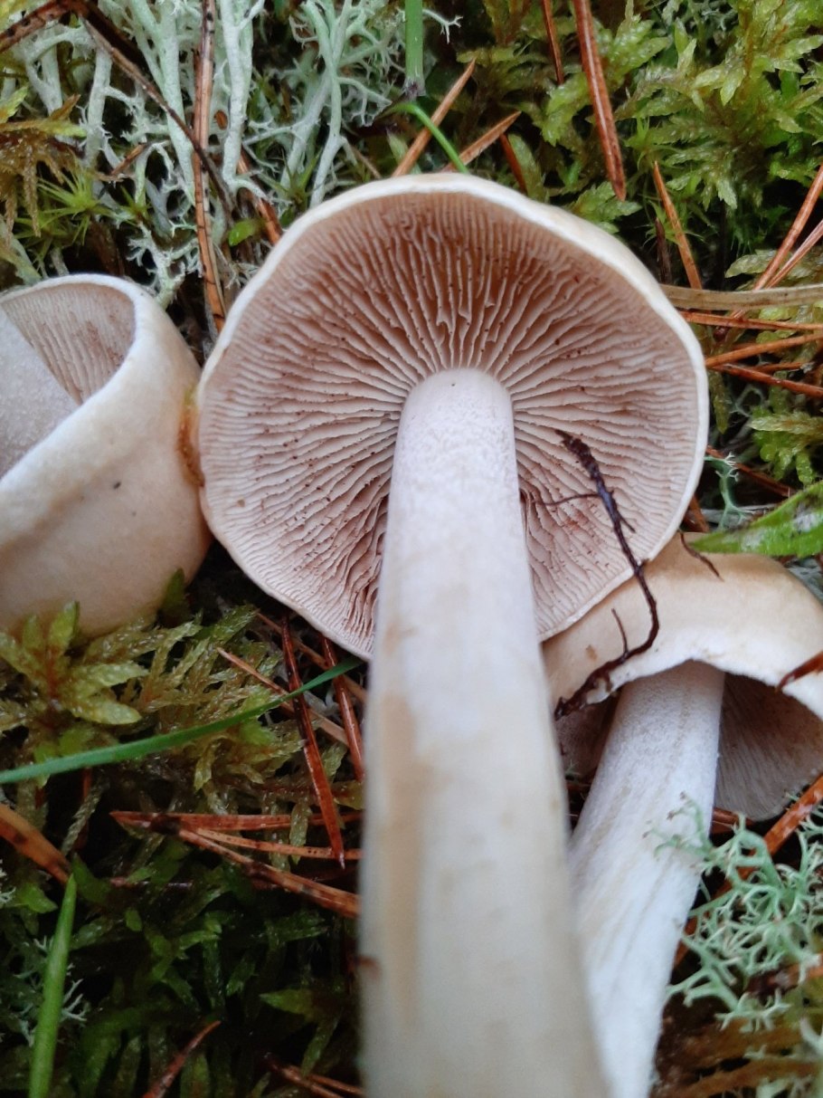 Гебелома Дюнная