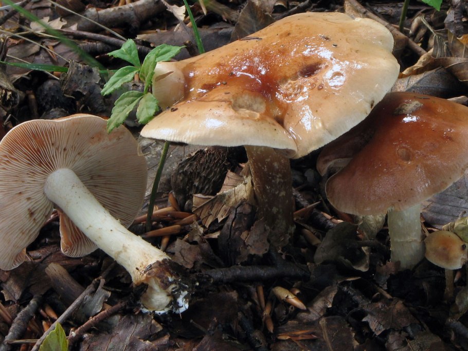 Hebeloma sacchariolens