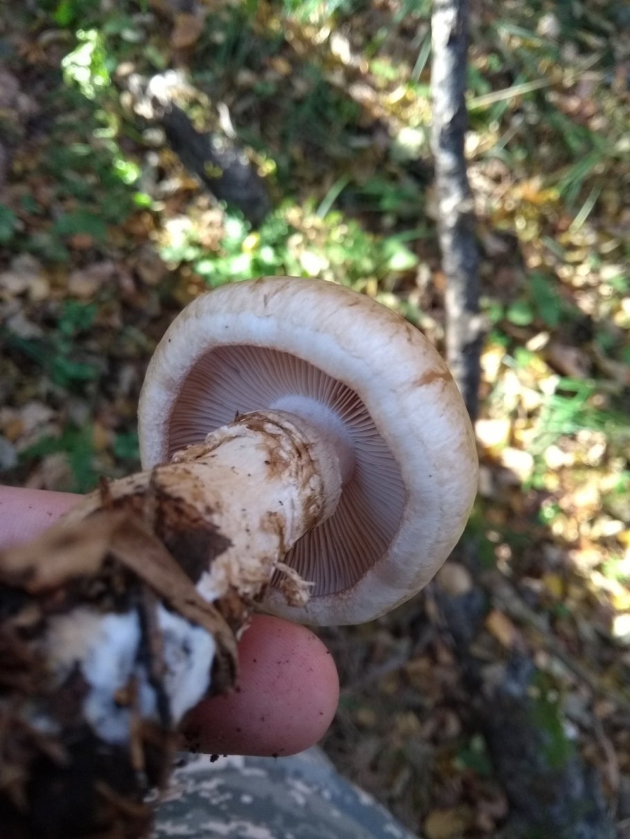 Hebeloma sinapizans гриб