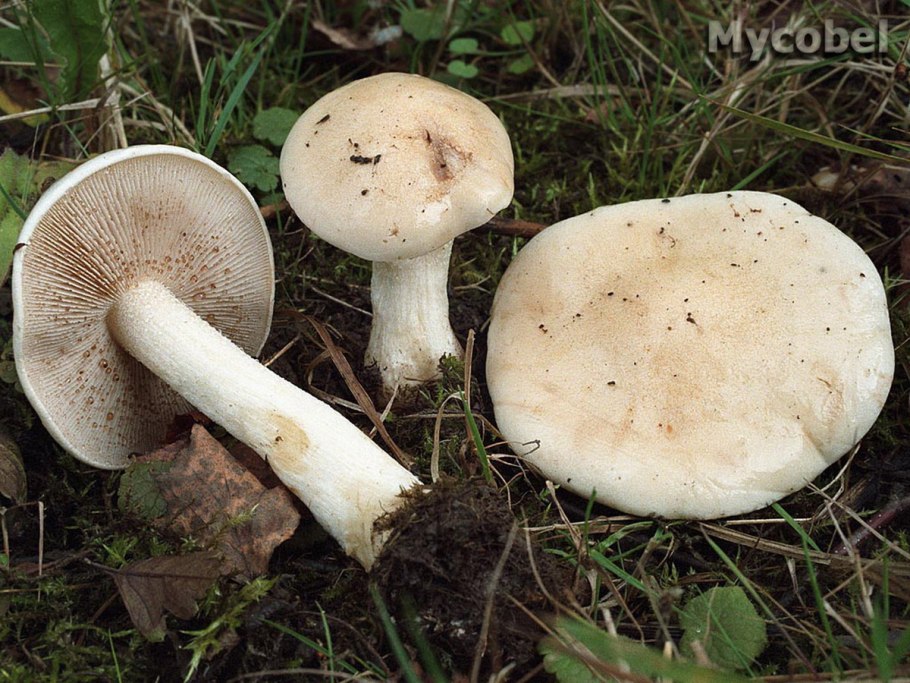 Hebeloma leucosarx