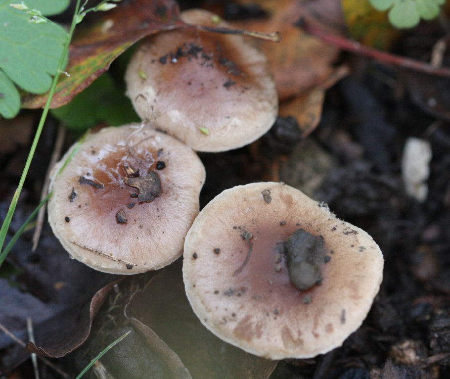 Гебелома Hebeloma sinapizans