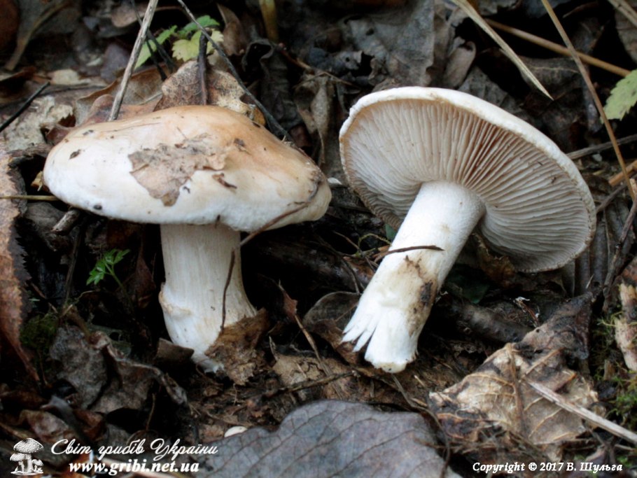 Гебелома горчичная Hebeloma sinapizans