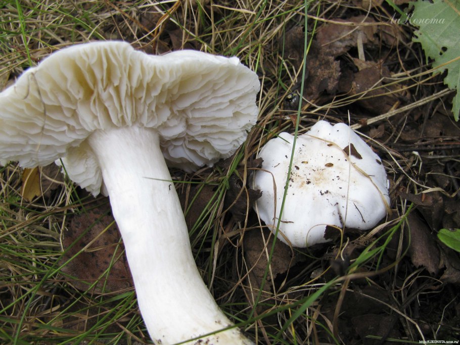 Рядовка белая рядовка белая