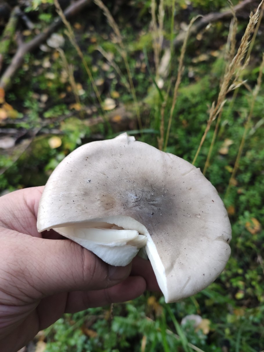 Рядовку землисто-серую (Tricholoma terreum)
