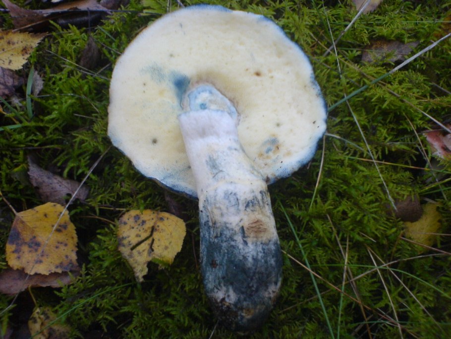 Гиропорус синеющий (Gyroporus cyanescens)