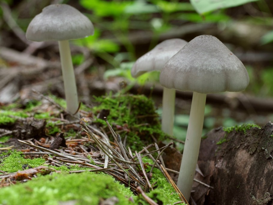 Плютей синеногий