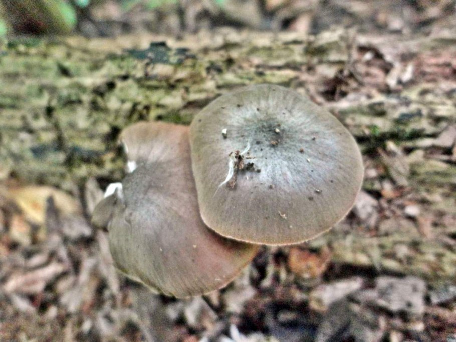 Плютей грязноножковый (Pluteus podospileus)