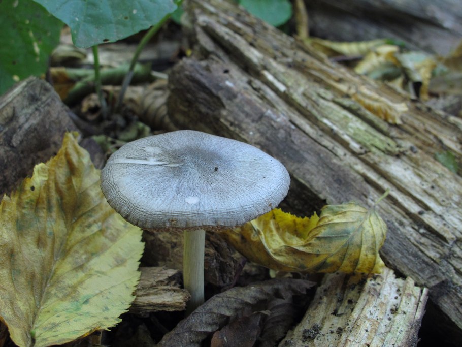 Плютей ивовый (Pluteus salicinus)