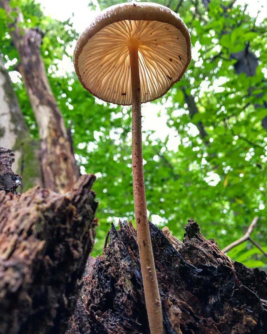 Плютей жилковатый Pluteus phlebophorus