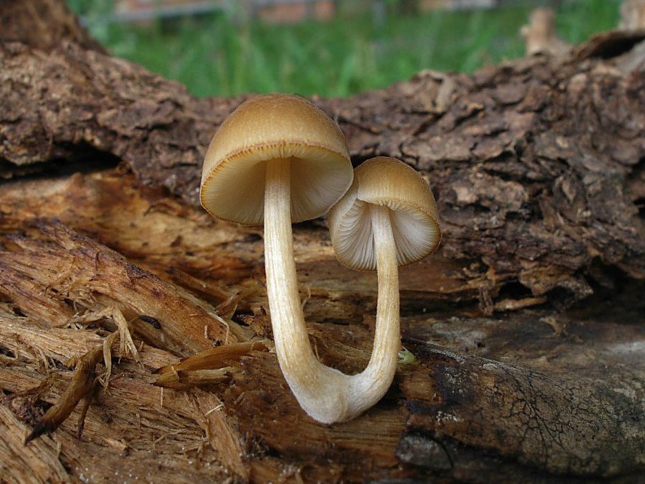 Плютей клубневой