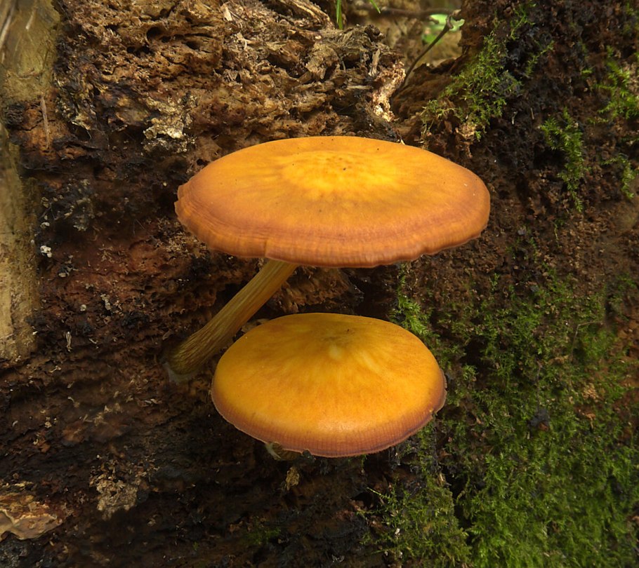 Pluteus hispidulus