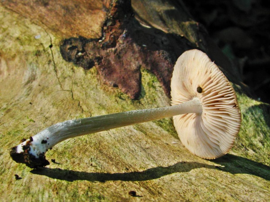 Плютей бархатистоножковый