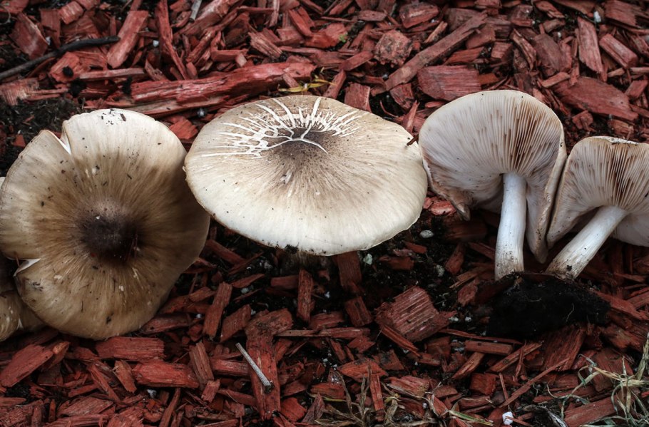Pluteus longistriatus форум