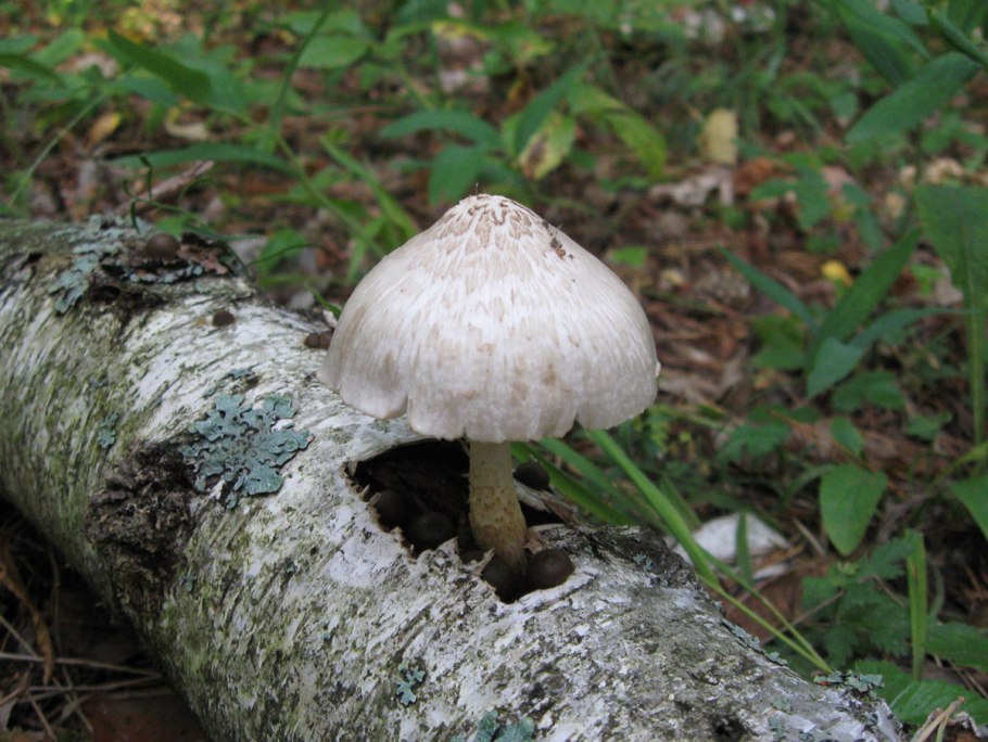 Плютей петаcатус