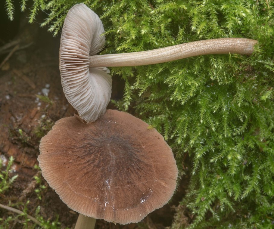 Pluteus cyanopus