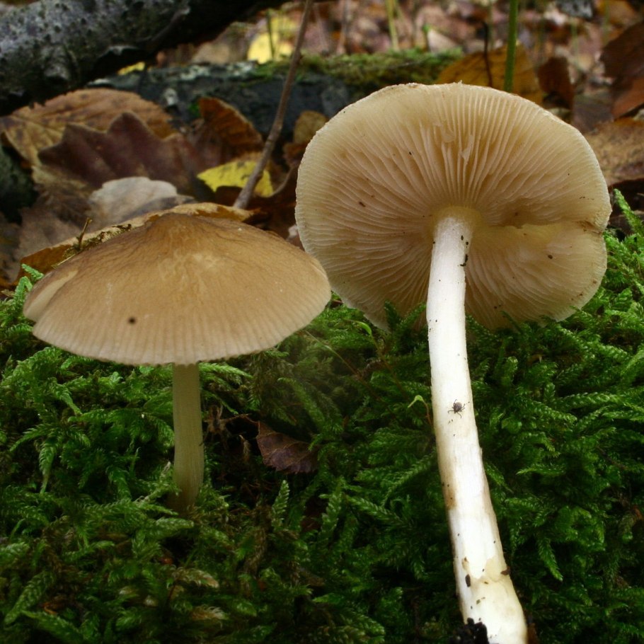Pluteus phlebophorus