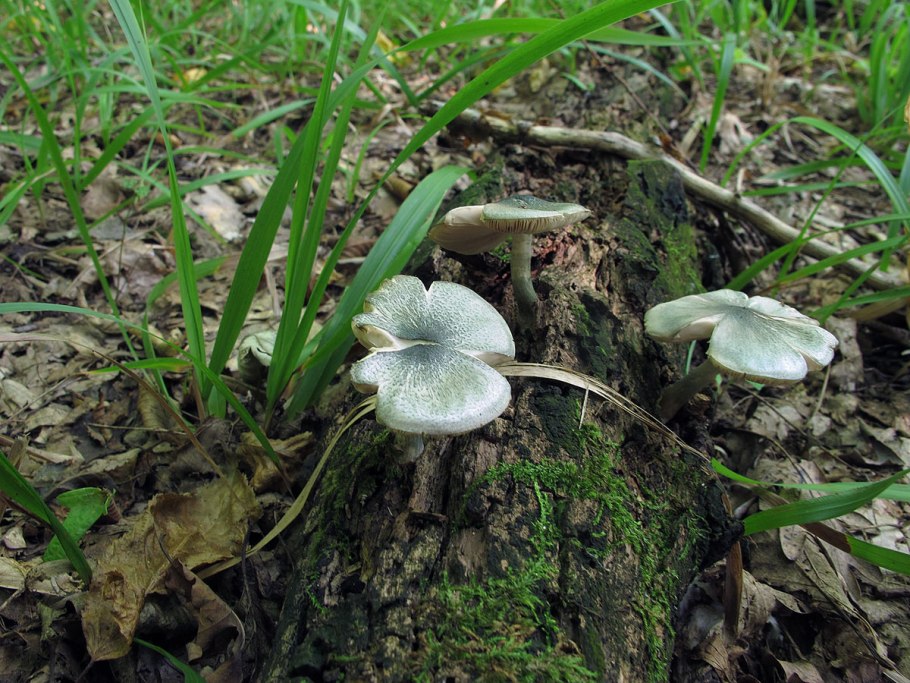 Плютей Олений белый