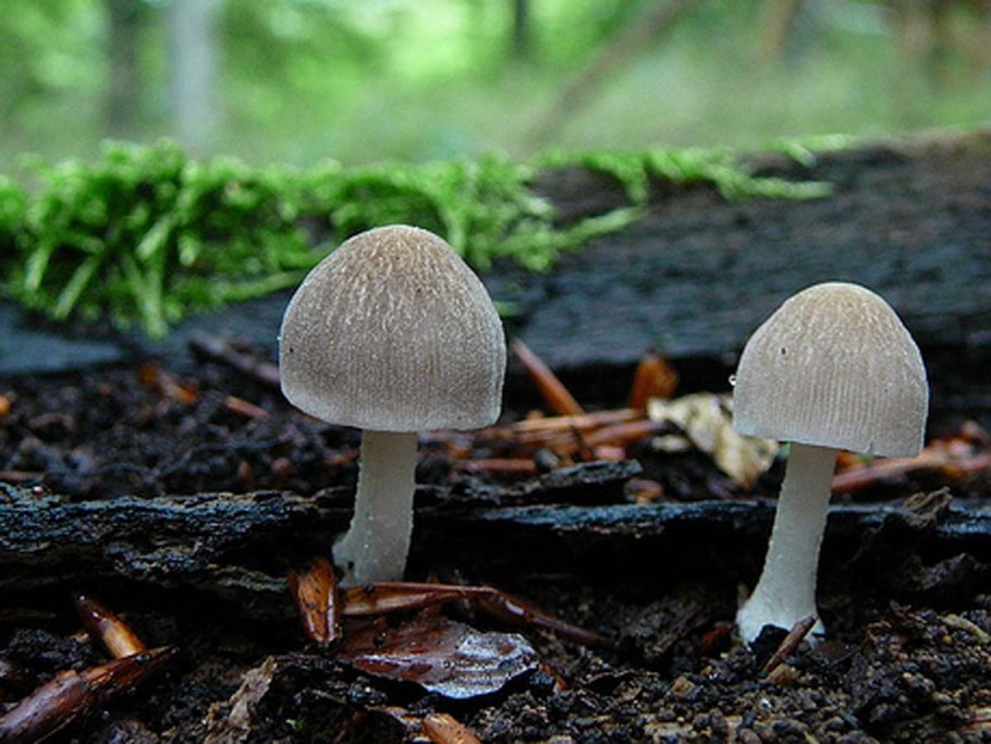 Плютей Олений Pluteus cervinus
