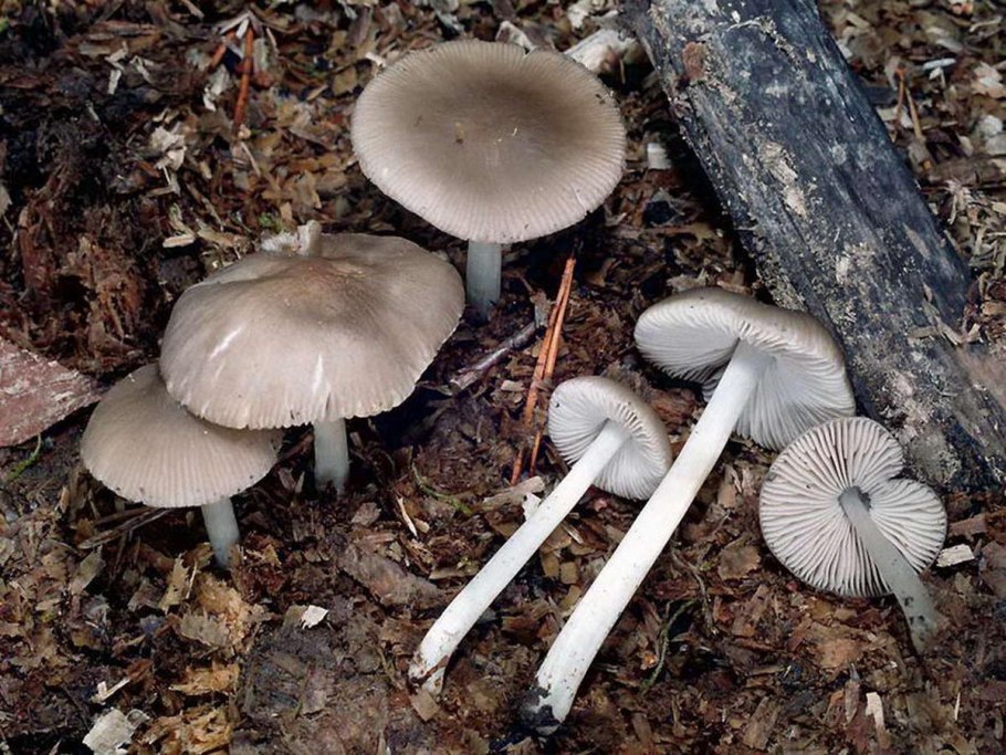 Pluteus phlebophorus