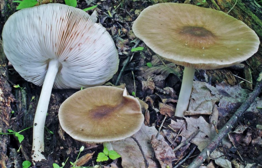 Олений гриб Плютей Олений