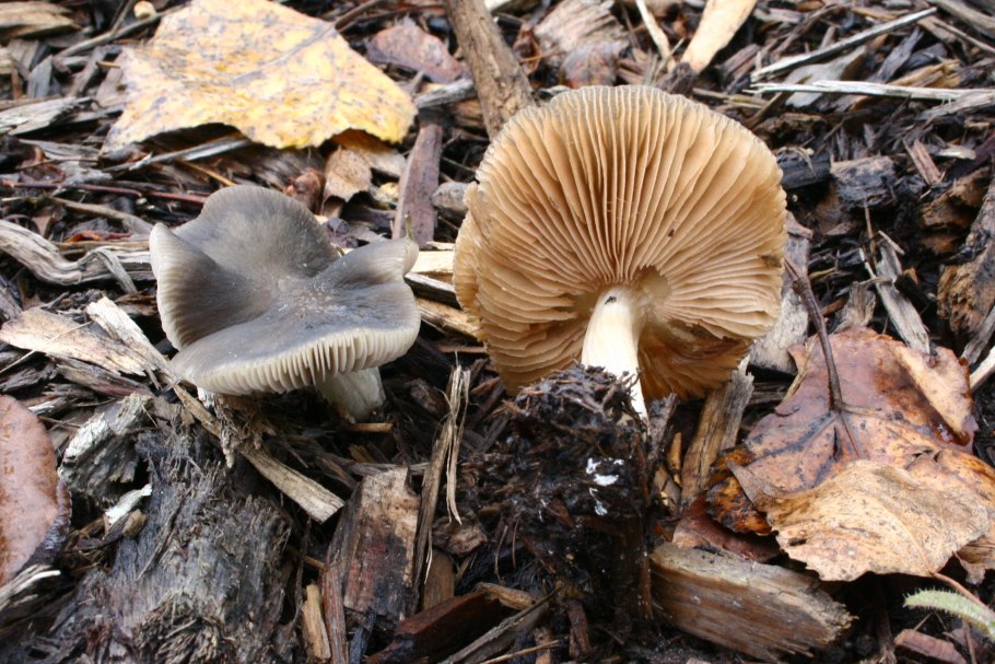 Плютей чешуйчатый