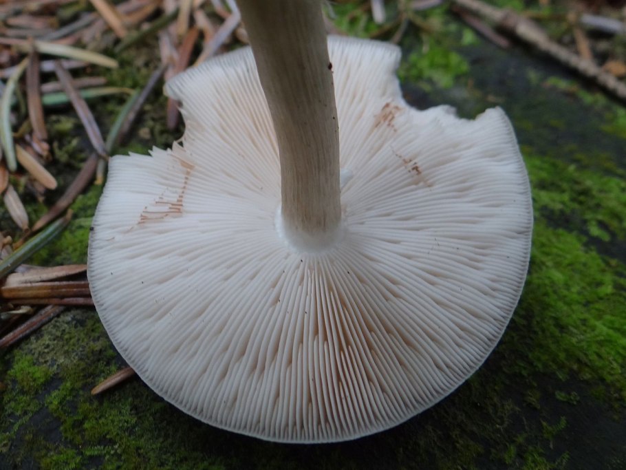 Плютей синеногий