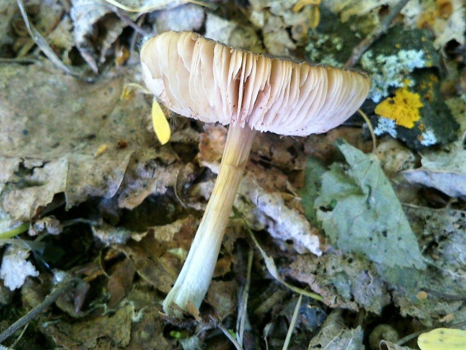 Галлюцинации грибы Удмуртия