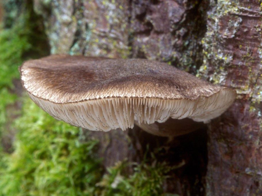 Pluteus atromarginatus