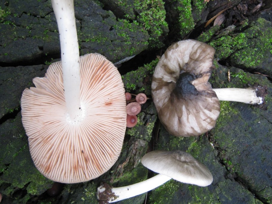 Плютей ивовый (Pluteus salicinus)