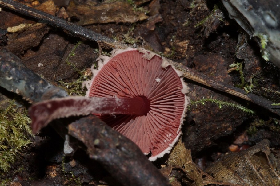 Плютей шероховатенький