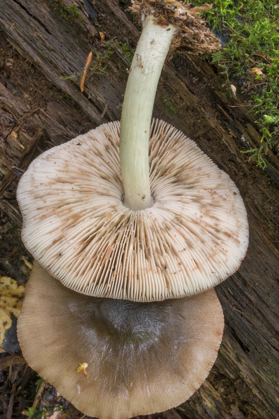 Pluteus cervinus