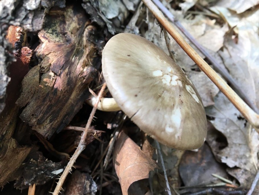 Ивовый гриб фото