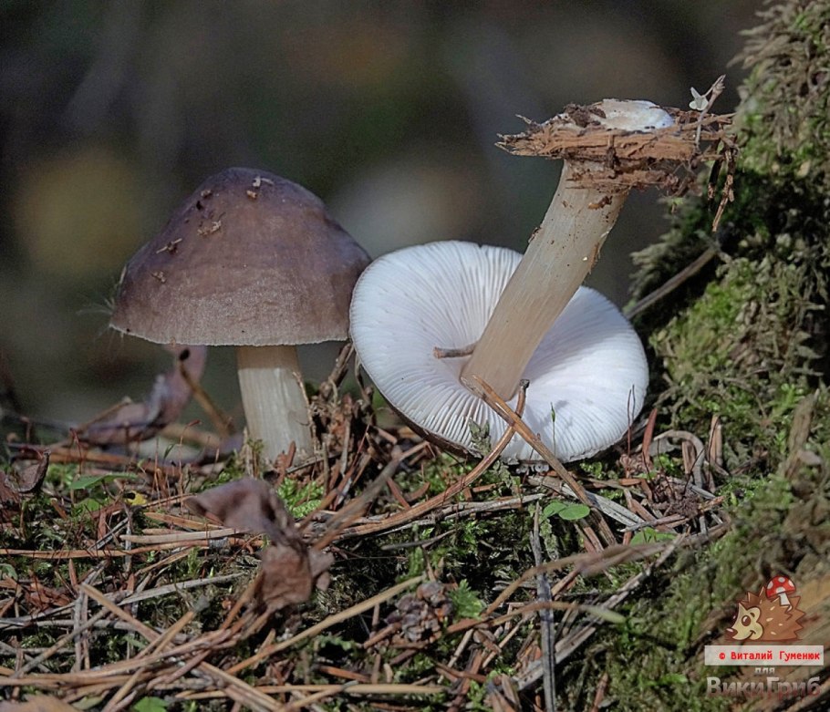 Плютей бледноватый (Pluteus satur)