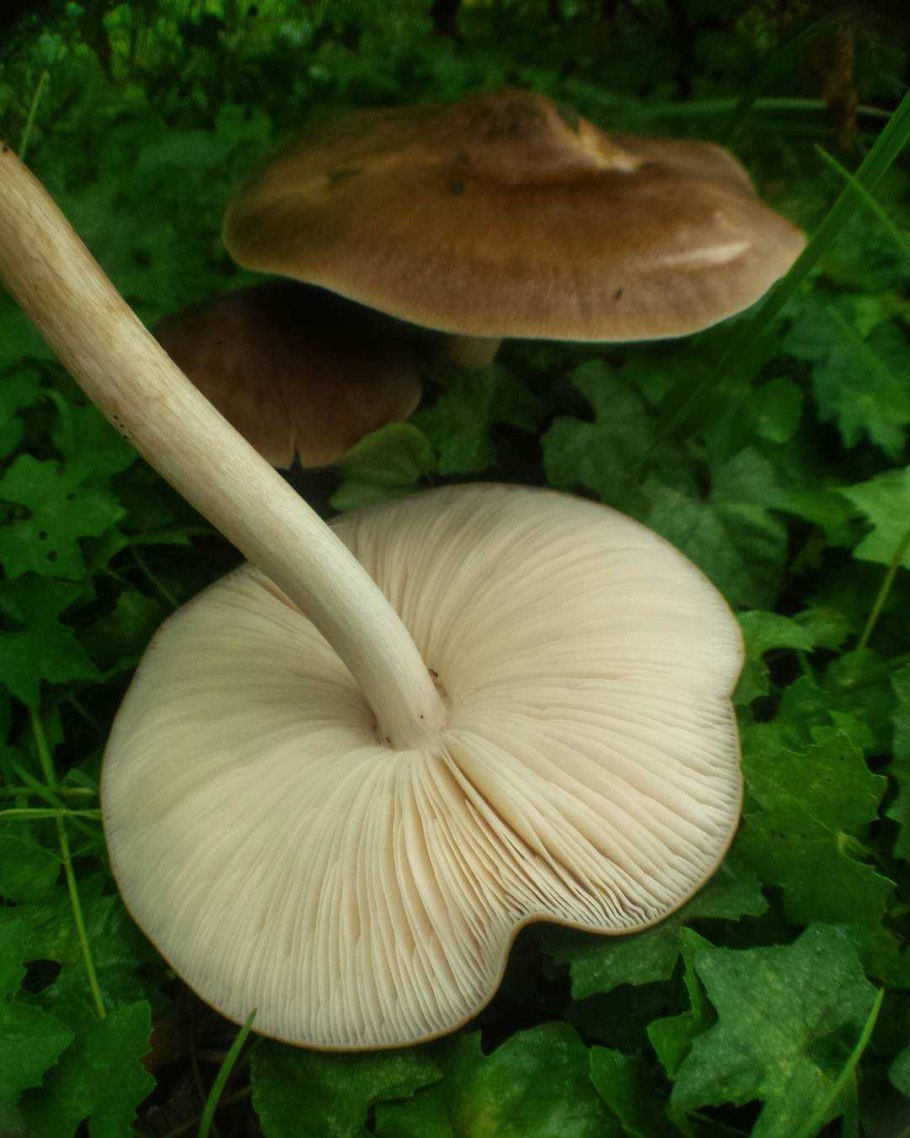 Плютей благородный Pluteus petasatus