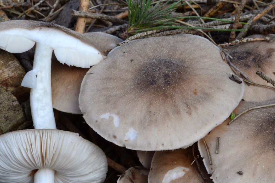 Плютей олений гриб