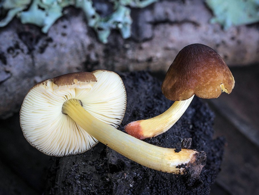 Плютей синеногий