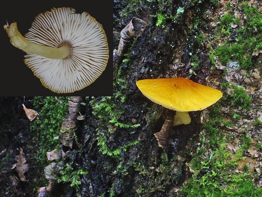 Pluteus aurantiorugosus