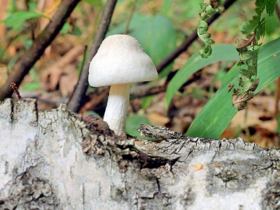 Polyporus rhizophilus